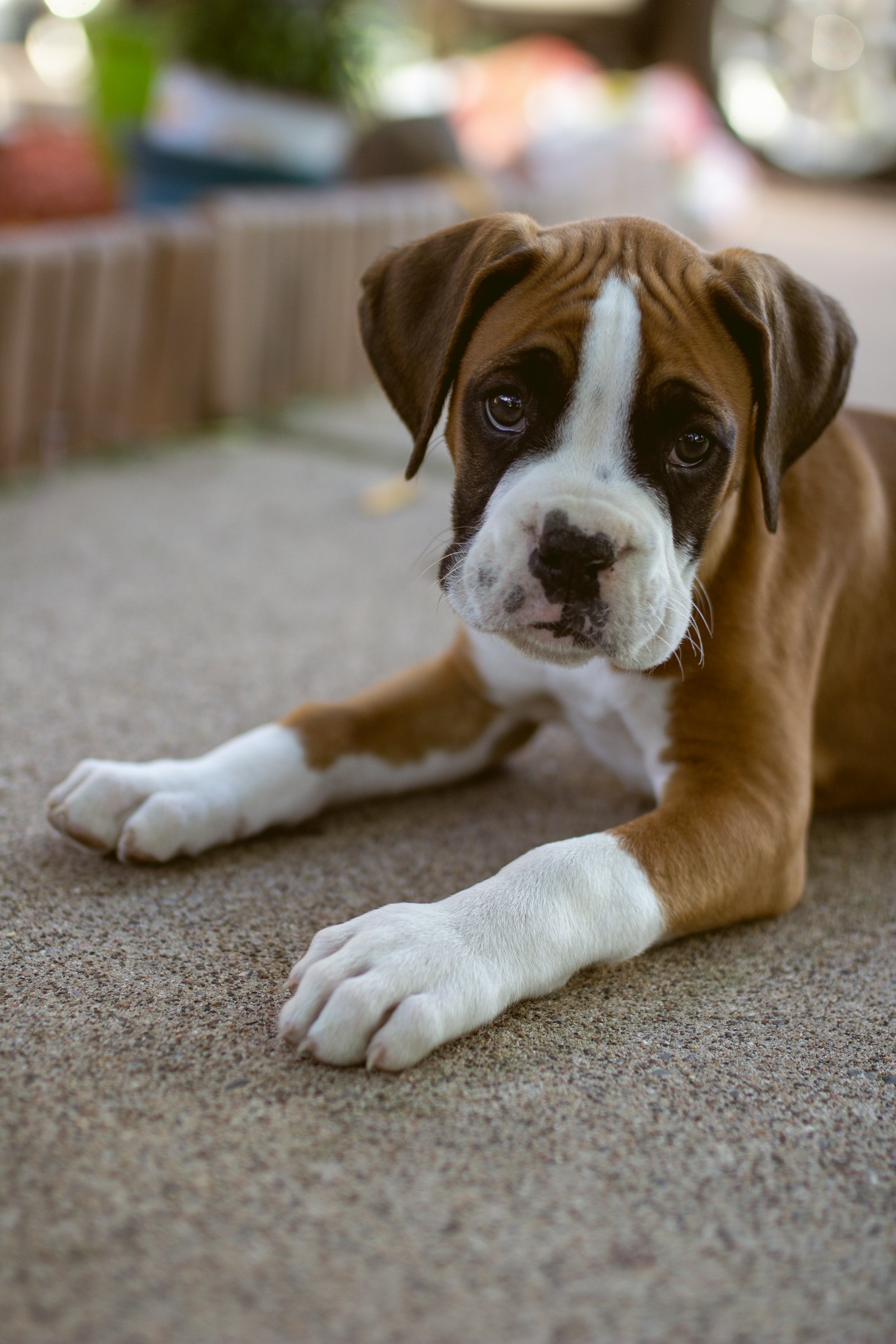 Meet Kovu, the cutest boxer puppy you ever could meet!