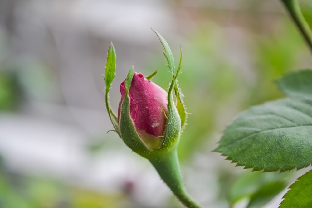 red rose bud in close up photography