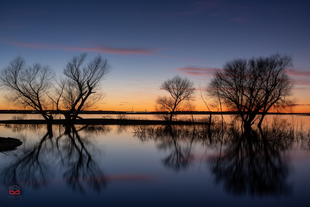 leafless trees on body of water during sunset
