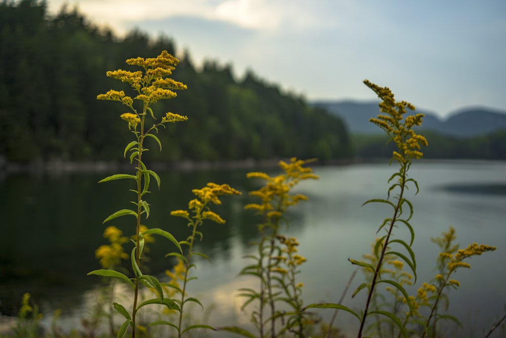 green and yellow leaf tree near lake during daytime