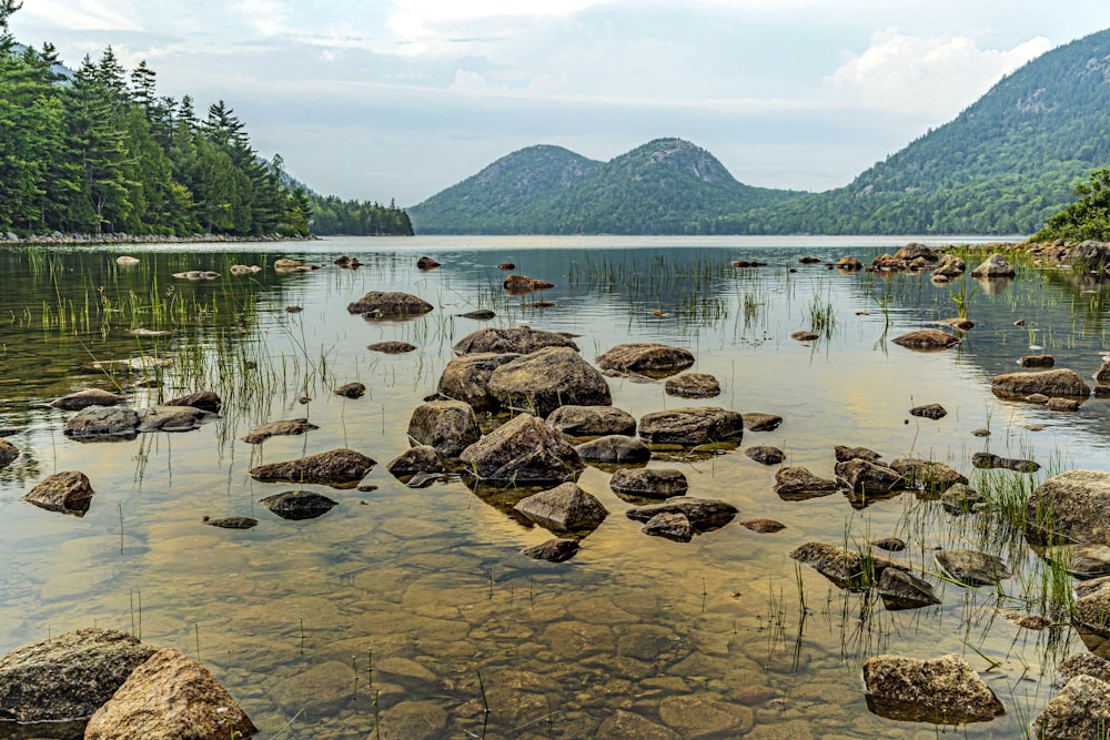 brown rocks on water near green trees during daytime