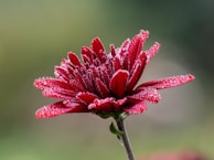 Close-up of a vibrant red flower with dew drops glistening in the morning sun.