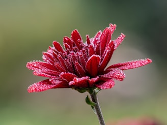 A close-up of a colorful flower in full bloom with dew drops.