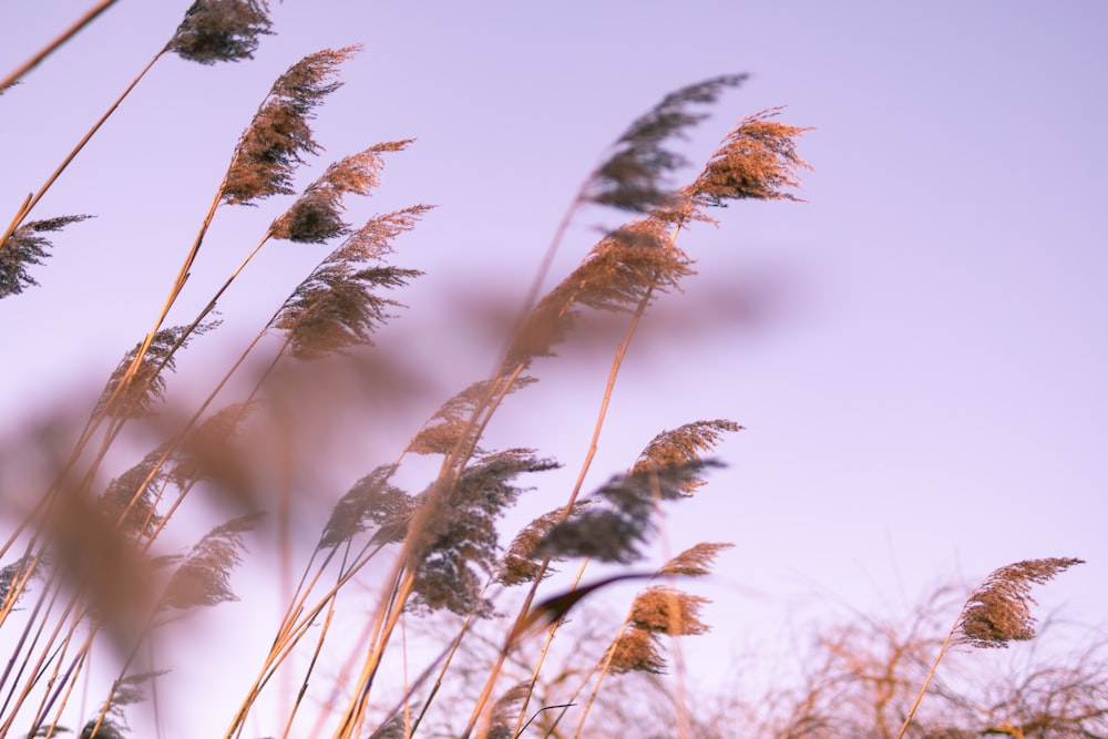 brown grass under blue sky during daytime