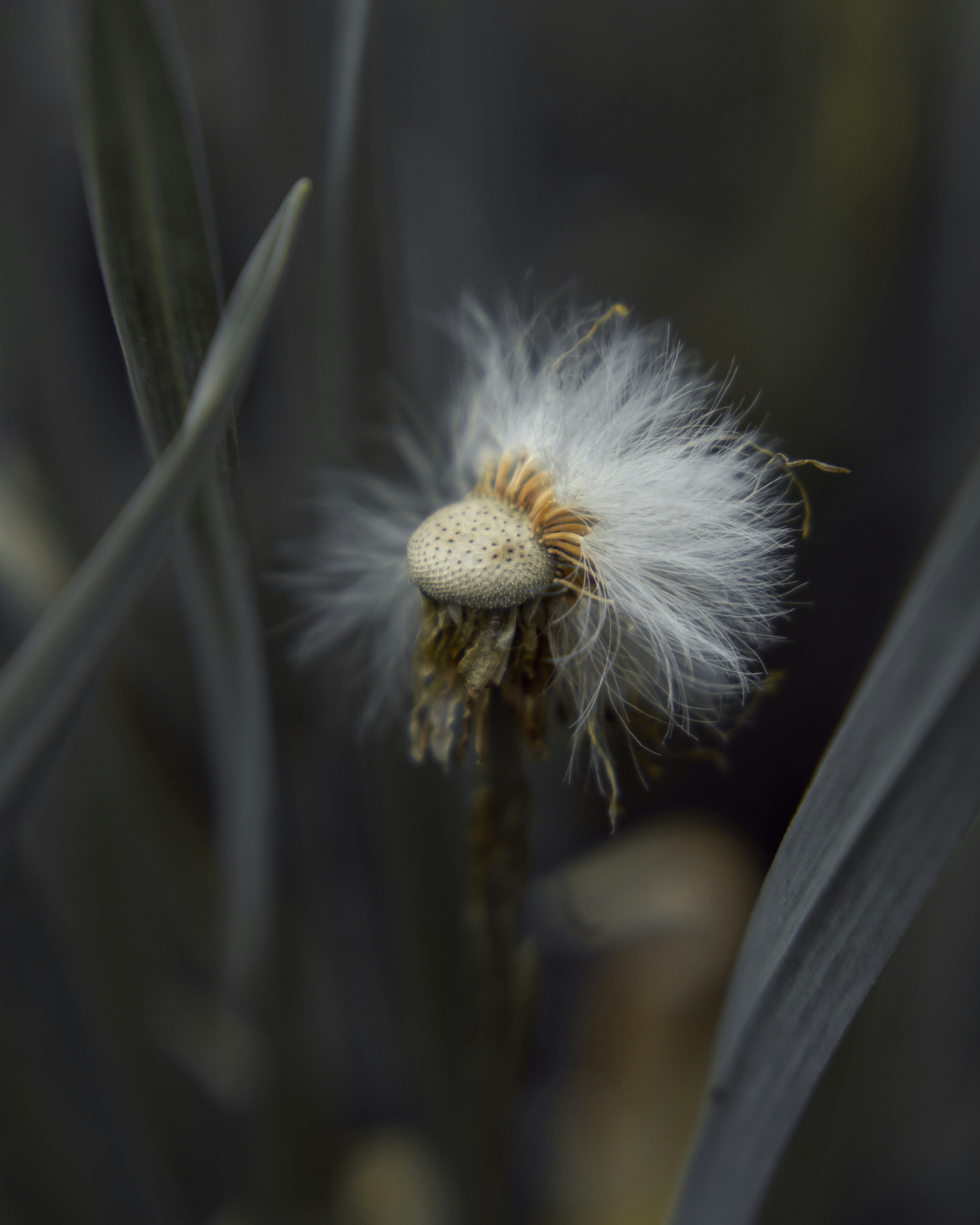 white dandelion in close up photography