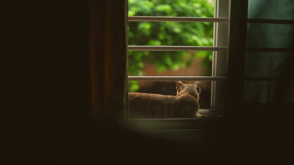 chat tigré orange sur la fenêtre