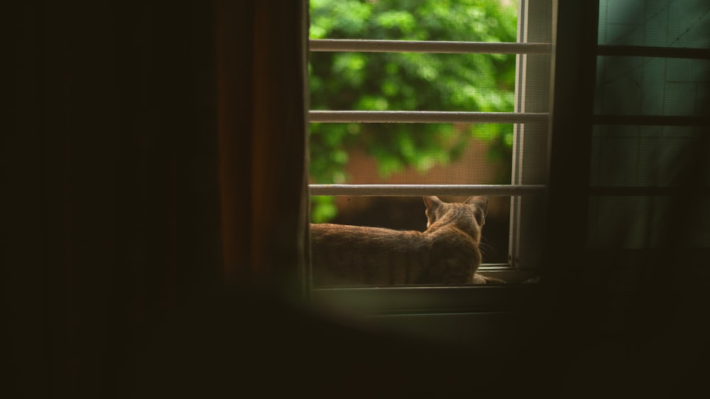 窓の上のオレンジ色のぶち猫