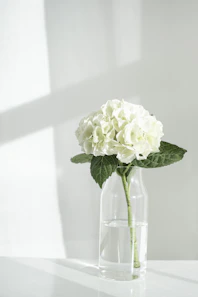 white rose in clear glass vase
