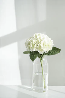 white rose in clear glass vase
