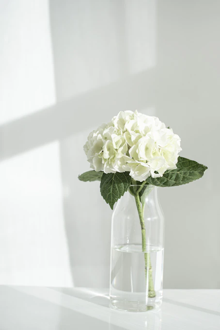 white rose in clear glass vase