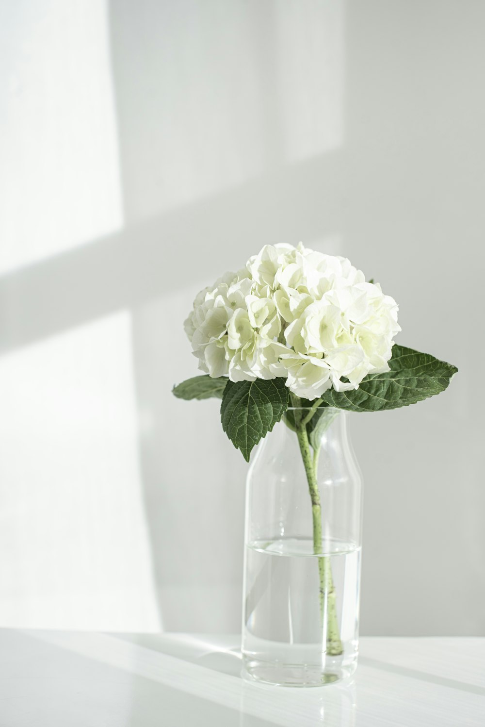 Rose blanche dans un vase en verre transparent