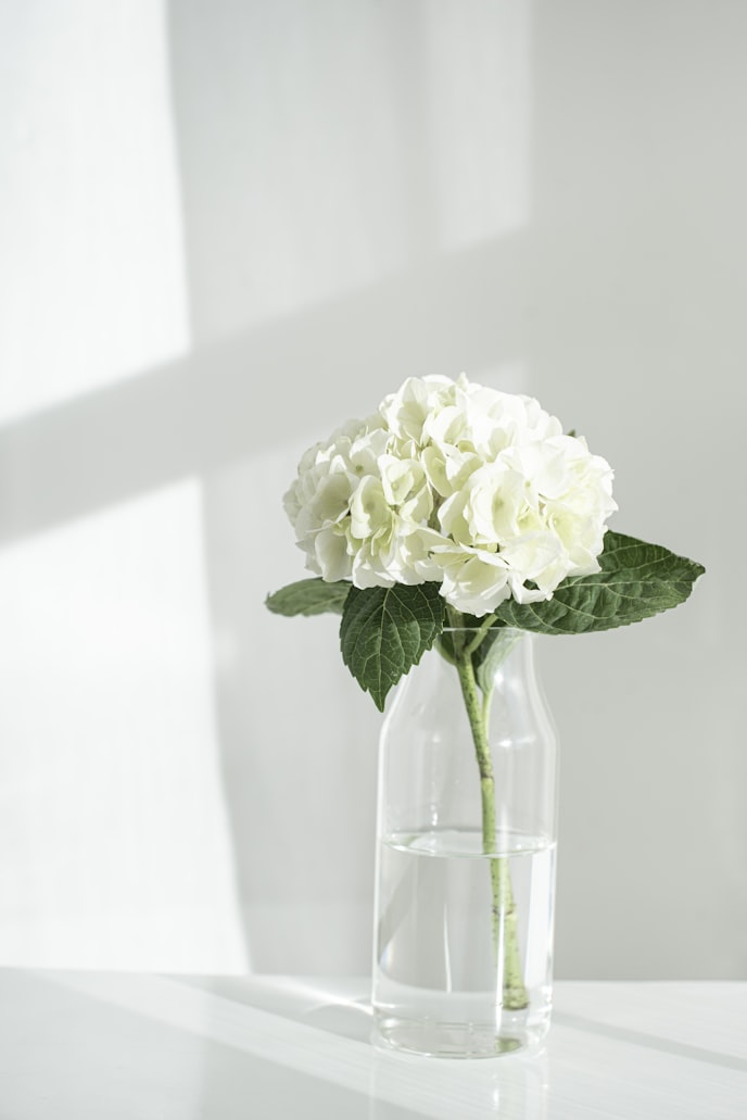Envío de hortensias blancos naturales| Hortensias a domicilio en Madrid