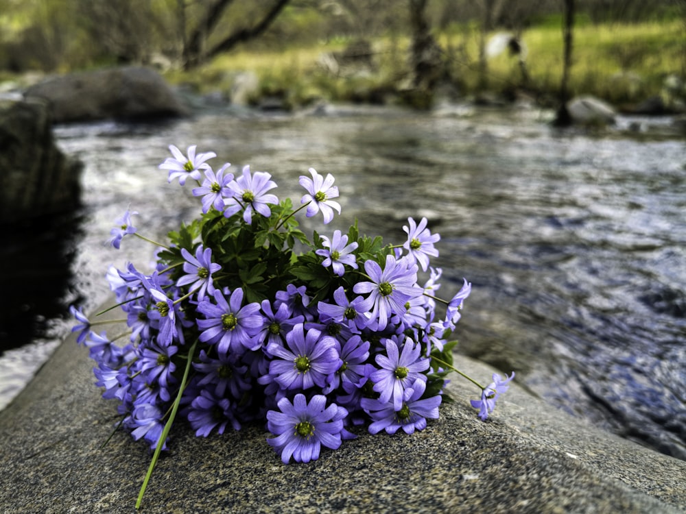 purple flowers on gray rock near body of water during daytime