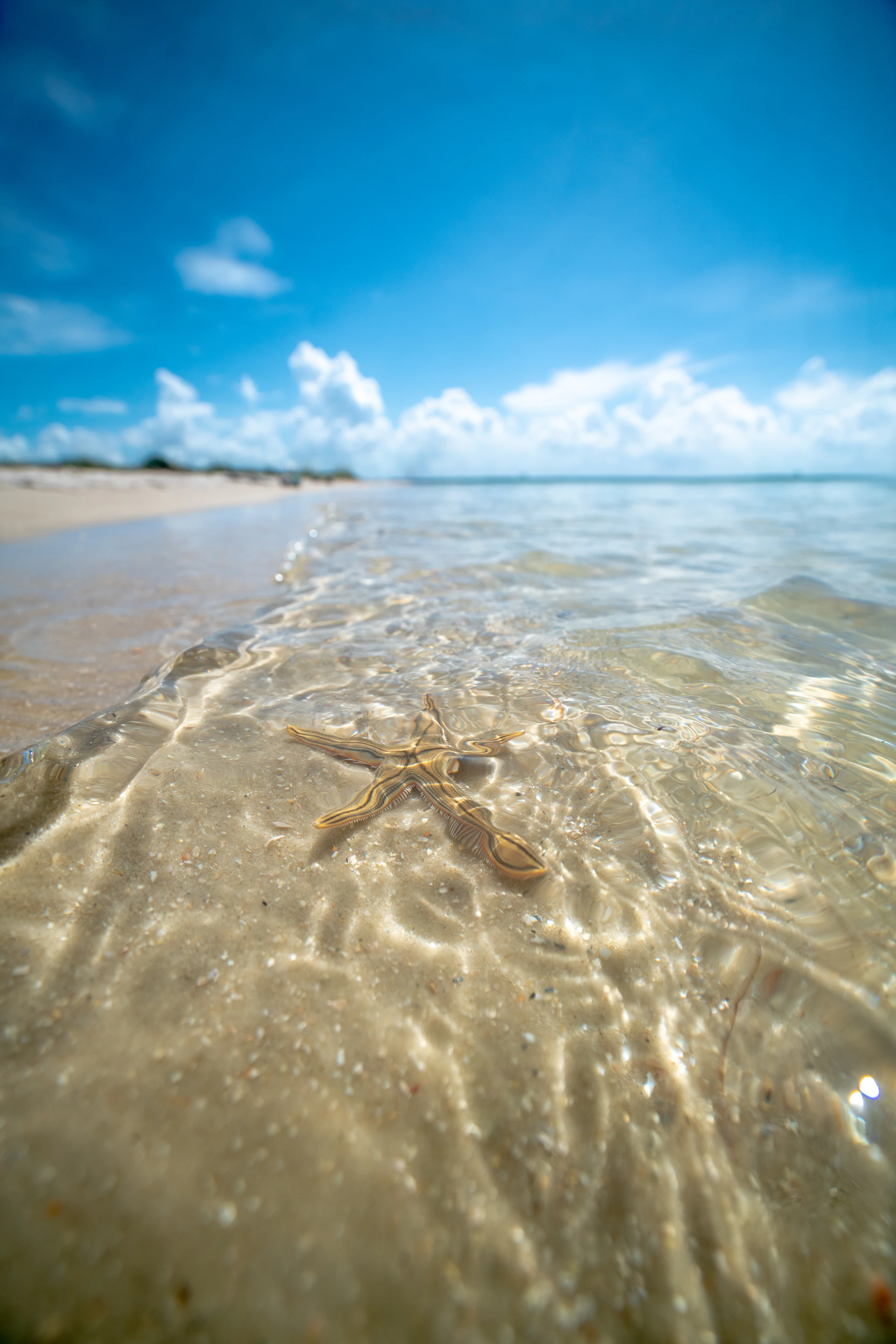 brown starfish on brown sand during daytime