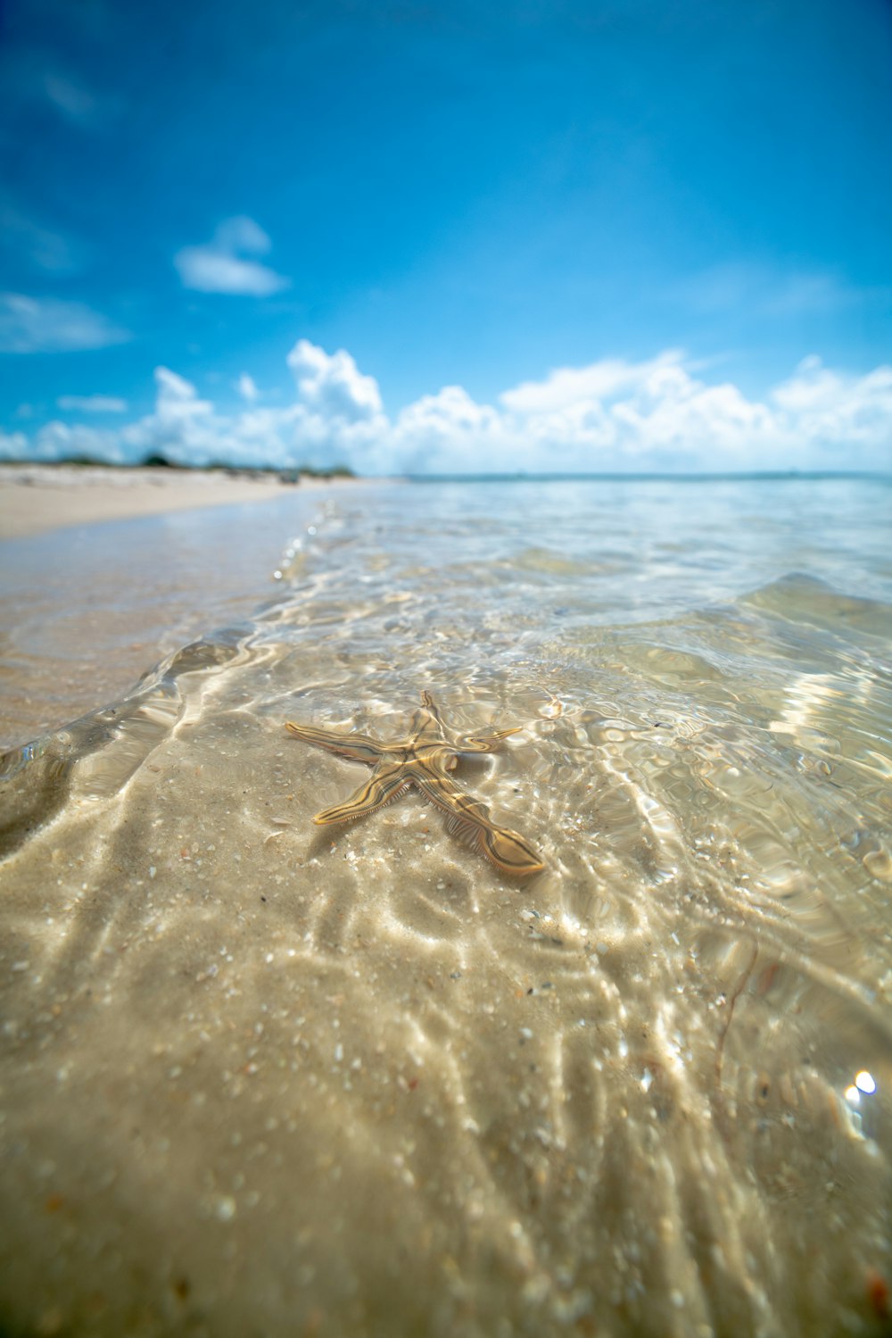 brown starfish on brown sand during daytime