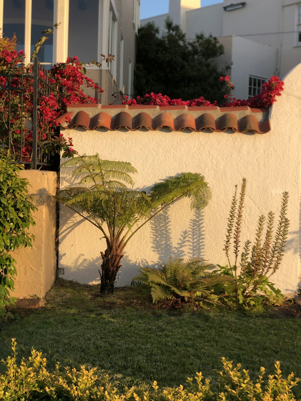 green cactus plant near white concrete wall