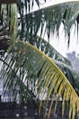 green banana tree during daytime