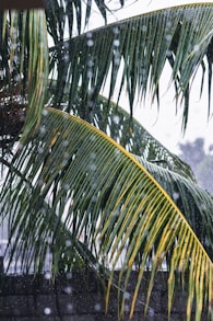 green banana tree during daytime