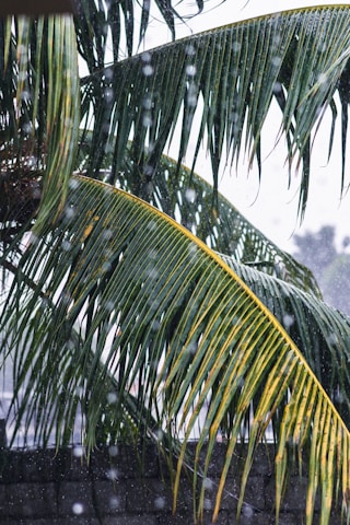 green banana tree during daytime