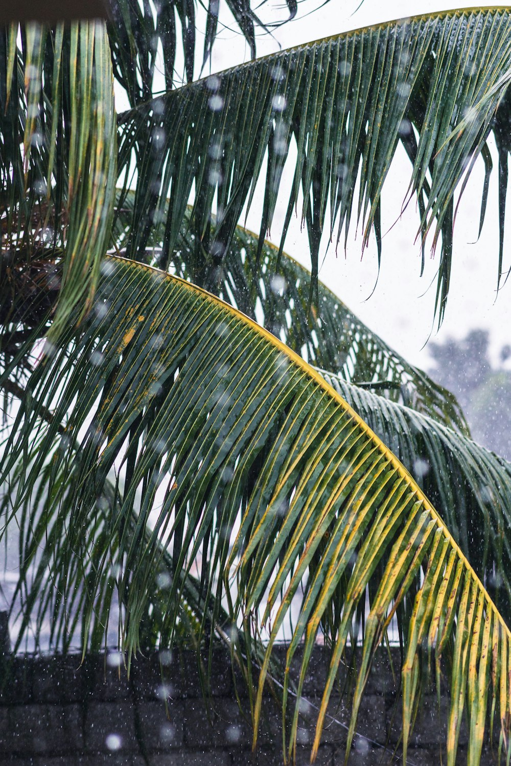 green banana tree during daytime