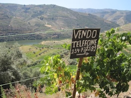A lush vineyard landscape with terraced hills and a river running through the valley. Prominent green foliage and grapevines are visible in the foreground, with a wooden sign reading 'VENDO TELEFONE 254-732381' pointing towards the distance.