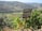 A lush vineyard landscape with terraced hills and a river running through the valley. Prominent green foliage and grapevines are visible in the foreground, with a wooden sign reading 'VENDO TELEFONE 254-732381' pointing towards the distance.