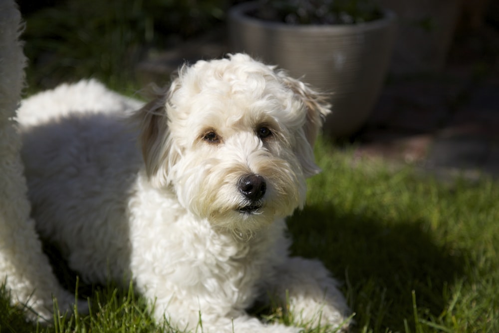 labradoodle dog on green grass during daytime