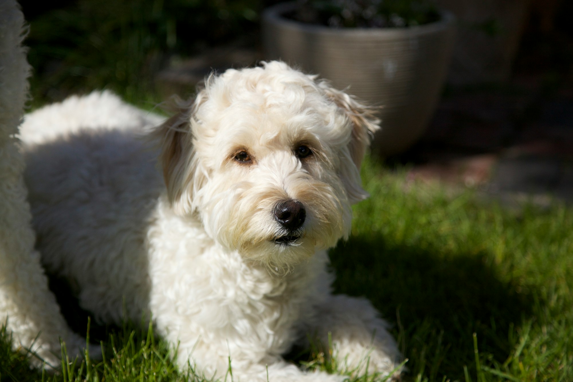 8 Best White Curly-Haired Dog Breeds: From Small to Large