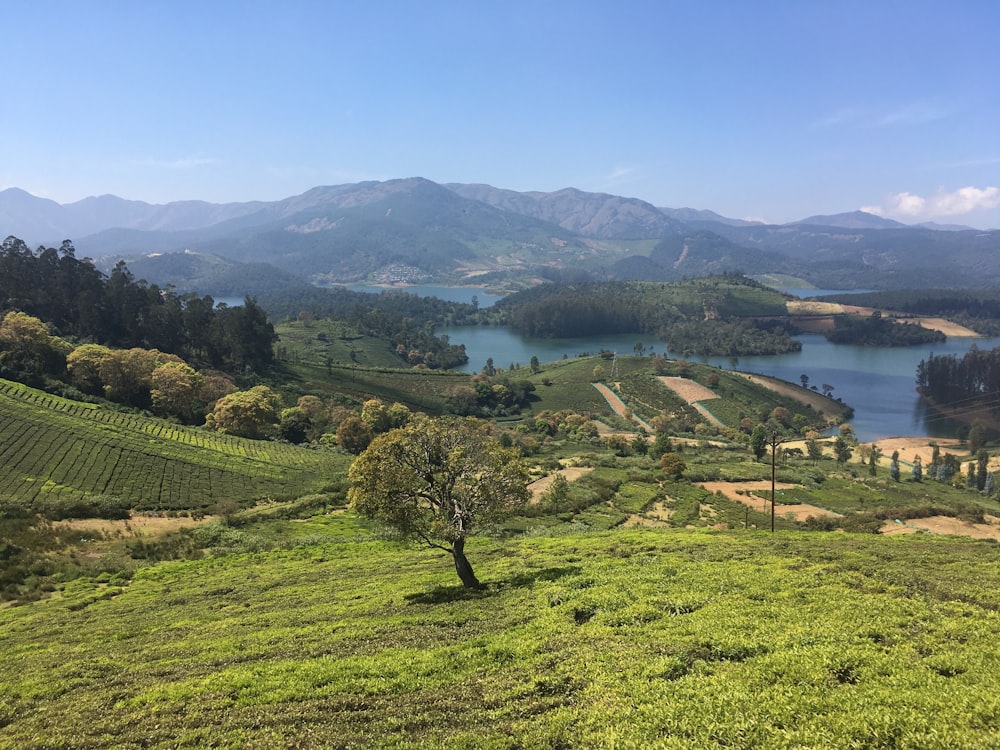 Champ d’herbe verte près du lac pendant la journée