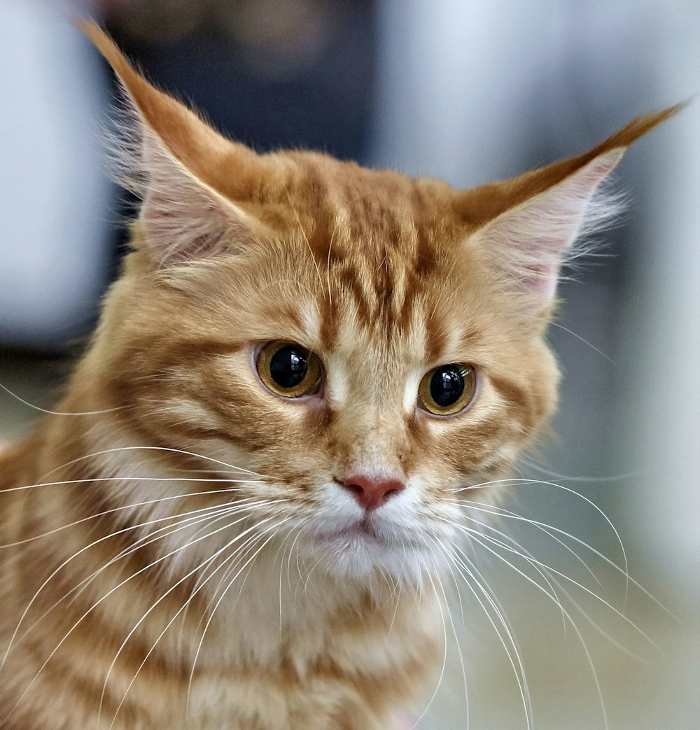 orange tabby cat in close up photography