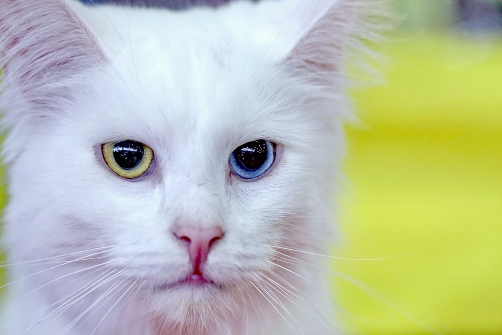 white cat with yellow eyes