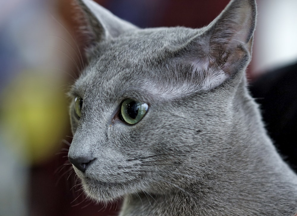 russian blue cat in close up photography