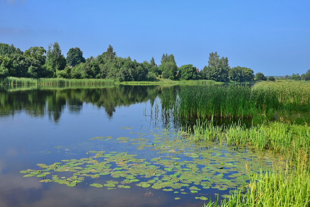 green grass near lake during daytime