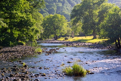 green trees beside river during daytime