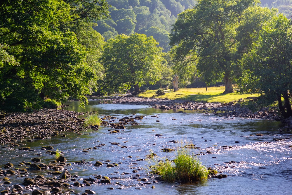 green trees beside river during daytime