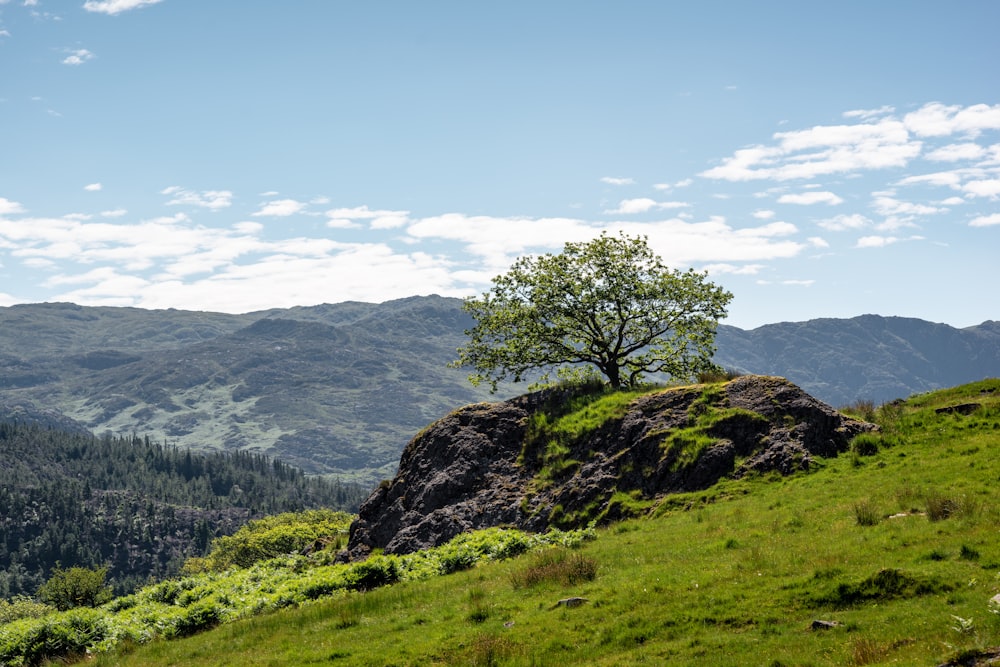 green tree on green grass field near mountain under blue sky during daytime