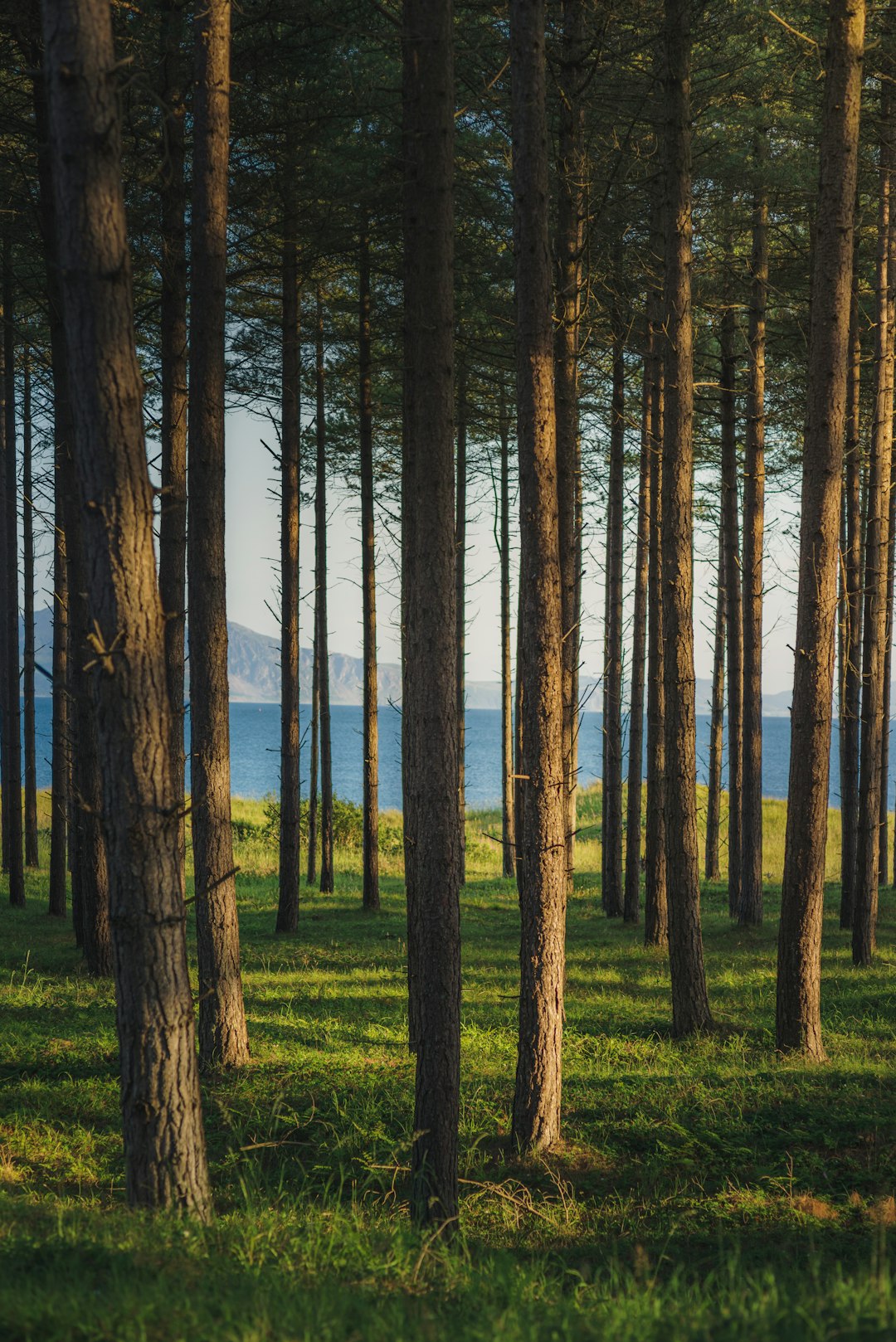 brown trees on green grass field near body of water during daytime