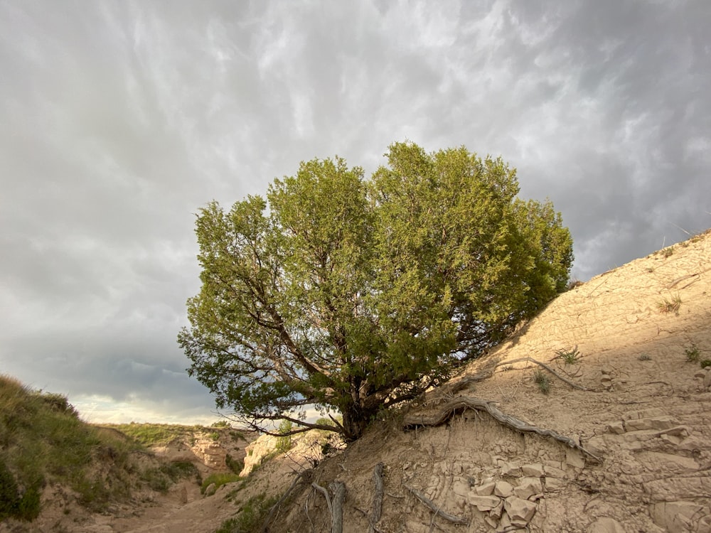 green tree on brown rock formation under white clouds and blue sky during daytime