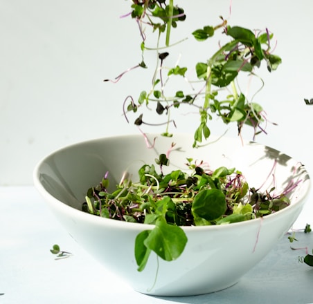 green plant on white ceramic bowl