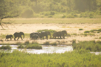 An elephant herd crossing a dusty trail with lush forest in the background.
