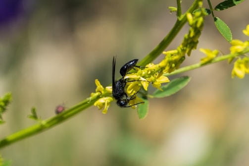 A black insect is perched on a green stem with small, vibrant yellow flowers. The insect appears to be feeding or resting on the plant, with its wings slightly raised. The background is blurred, highlighting the interaction between the insect and the plant.