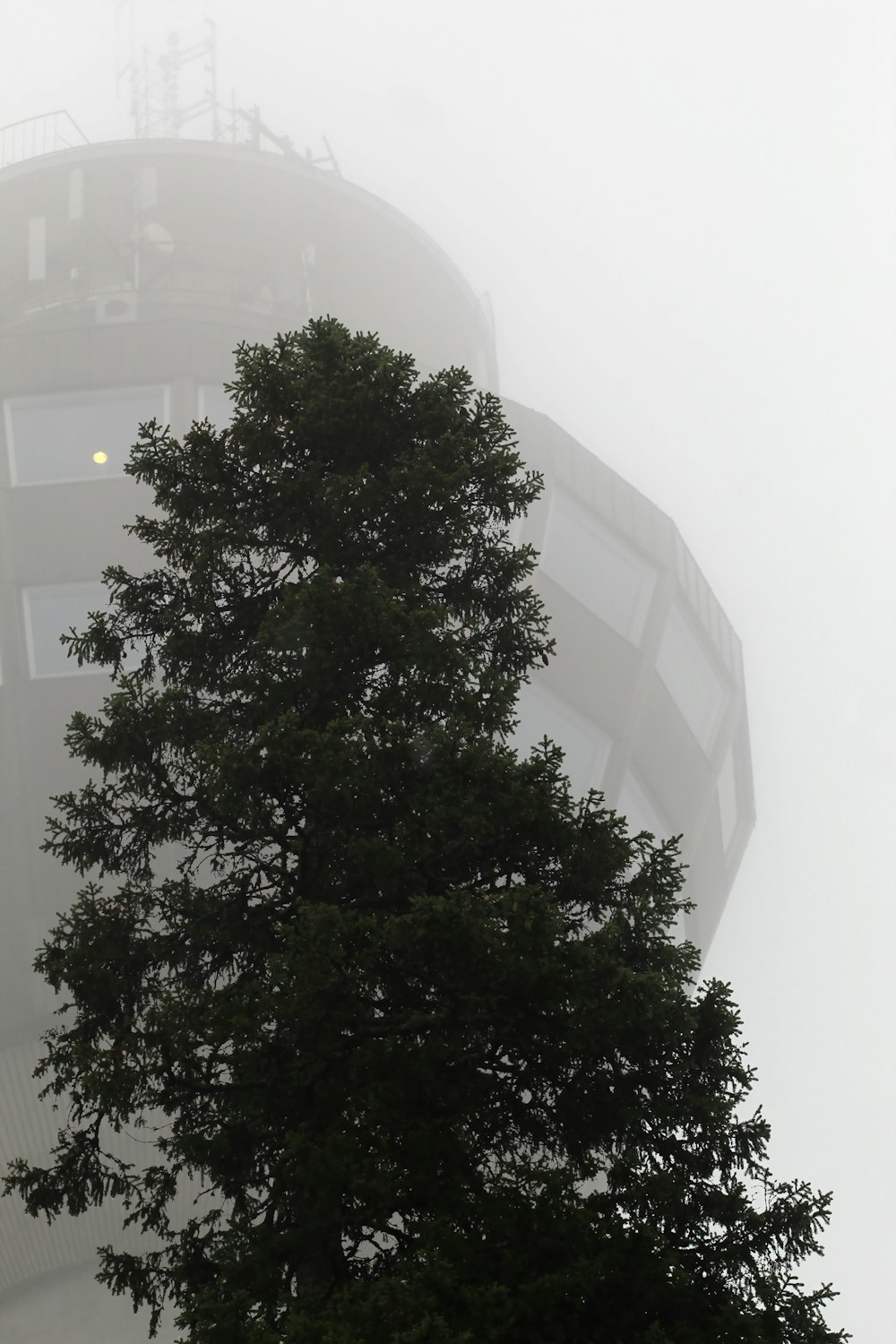 albero verde vicino all'edificio in cemento bianco