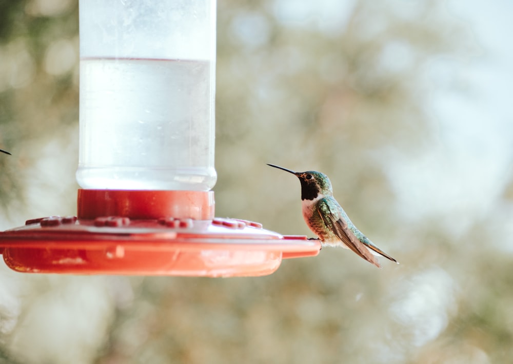 green and brown humming bird on red plastic container