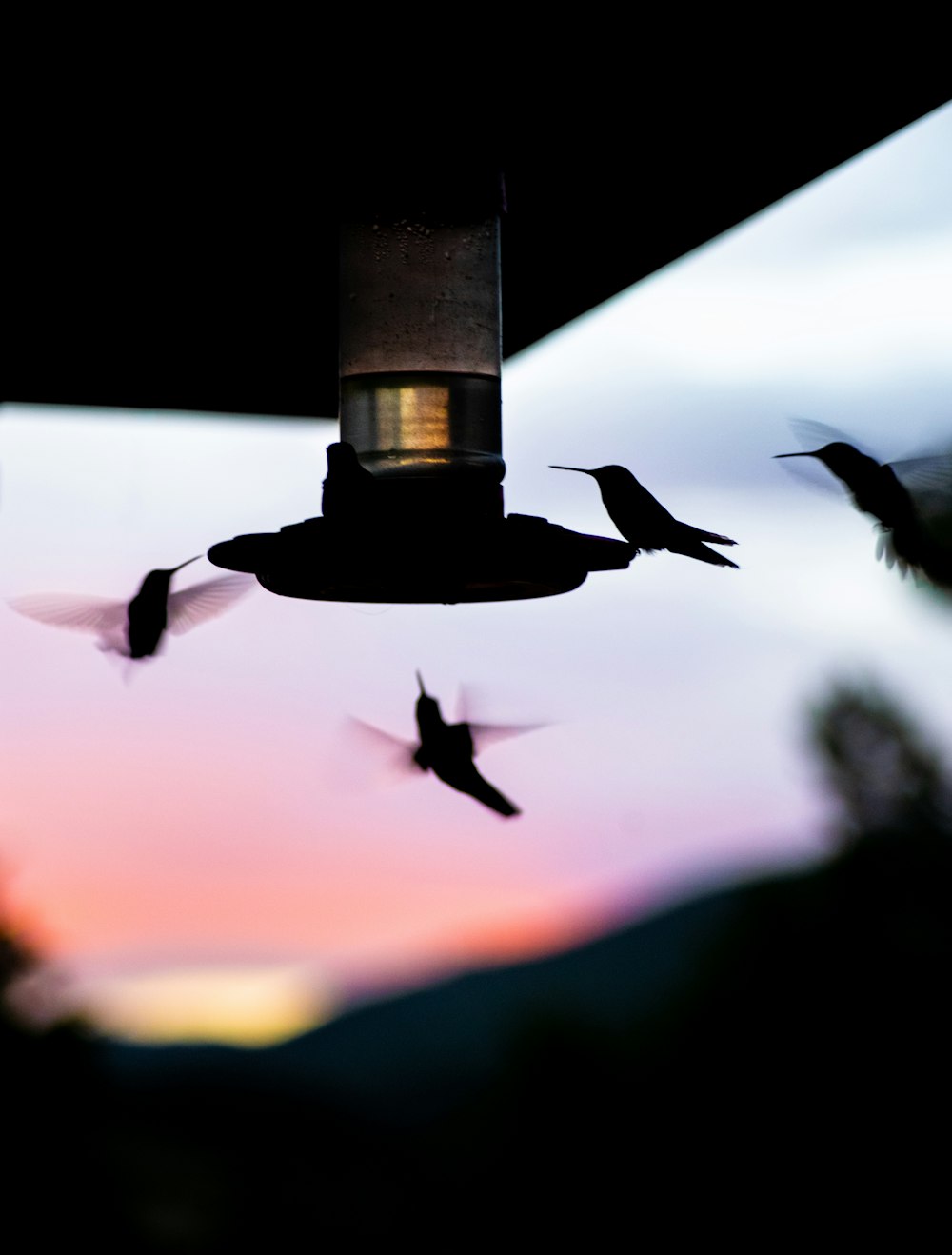 silhouette of bird flying during sunset