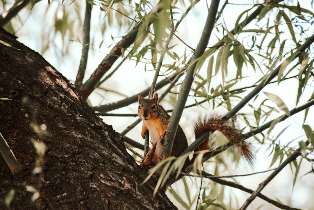 brown and black squirrel on tree branch during daytime