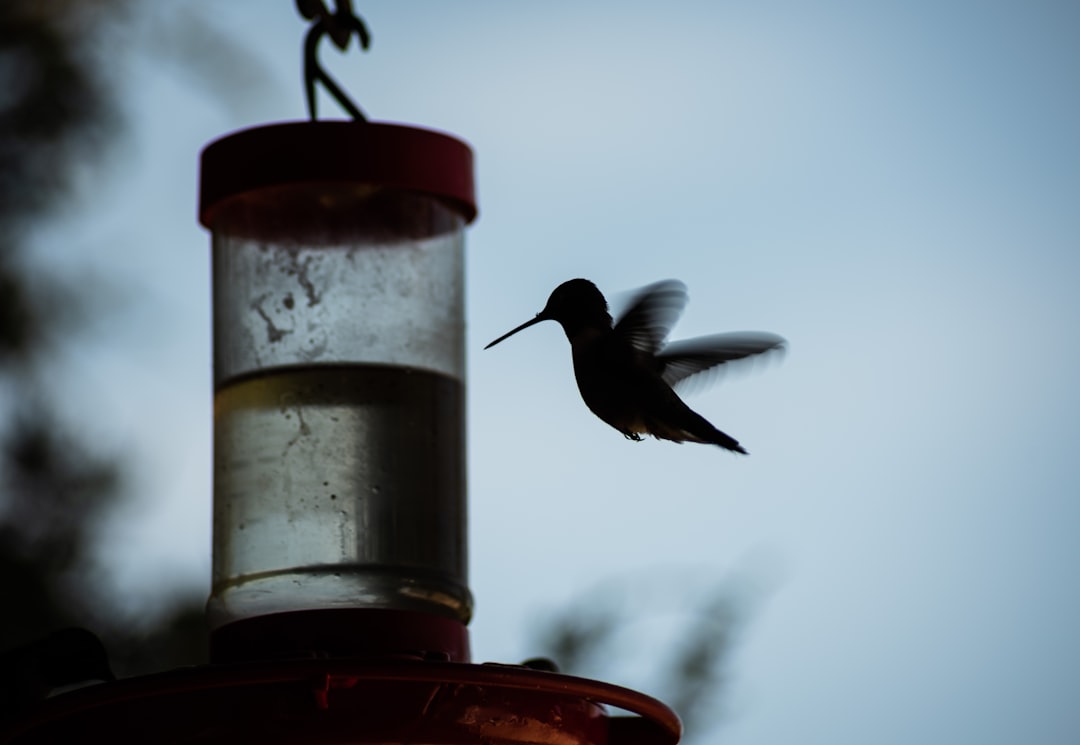 brown humming bird flying on mid air during daytime