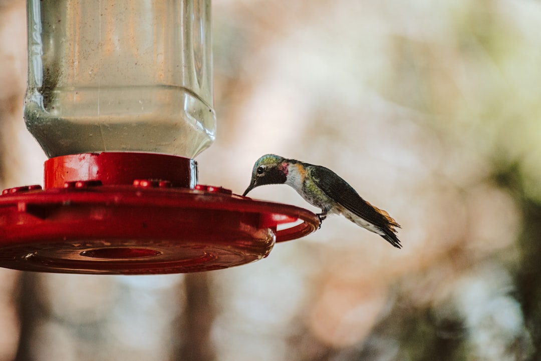 green and black bird on red bird feeder