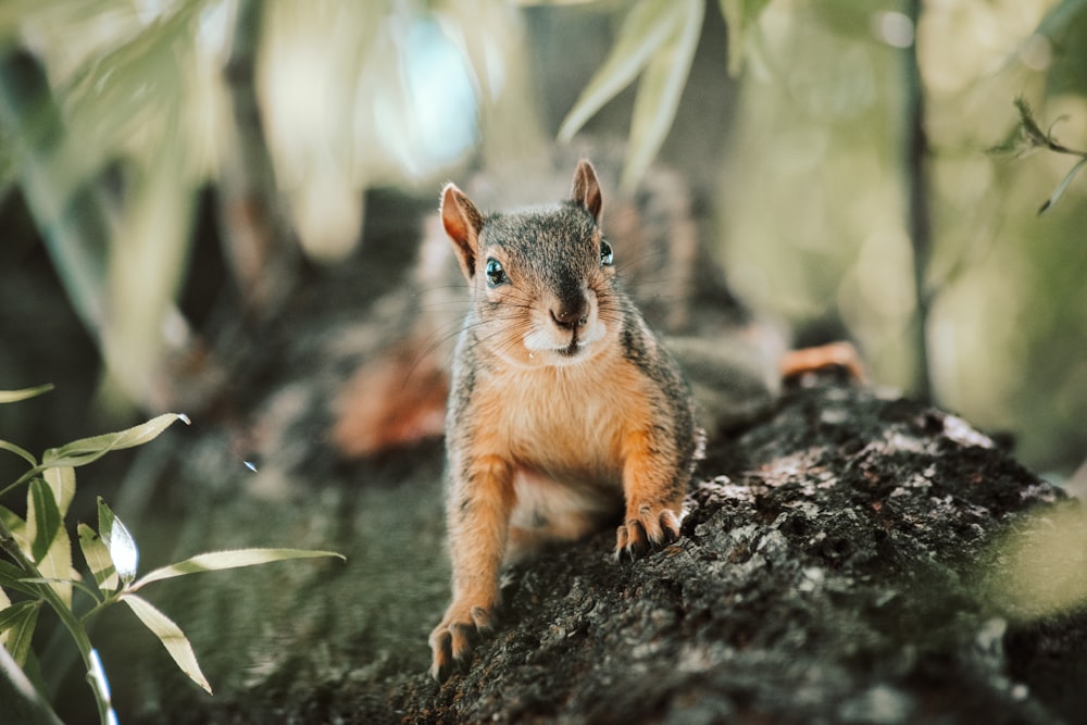 brown squirrel on gray tree branch during daytime