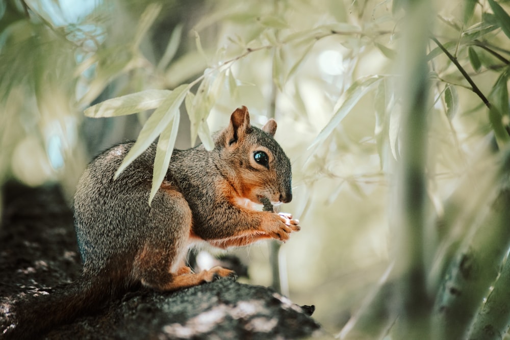 brown and gray squirrel on tree branch during daytime