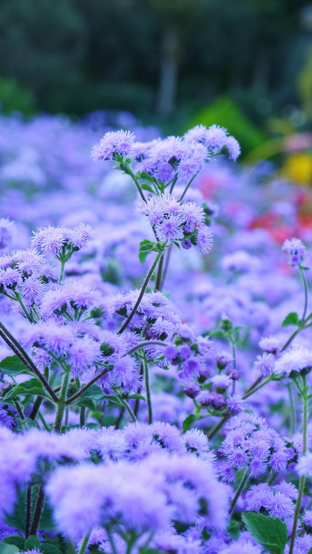 purple flowers in tilt shift lens